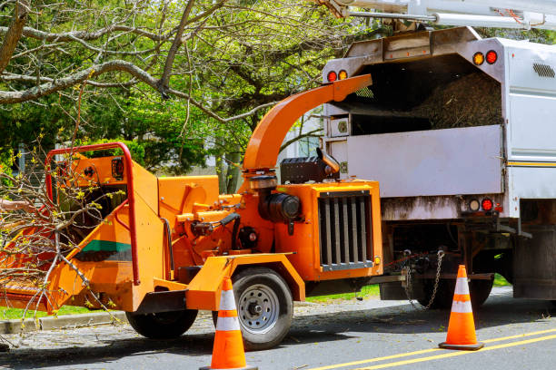 Tree and Shrub Care in Oceanside, NY