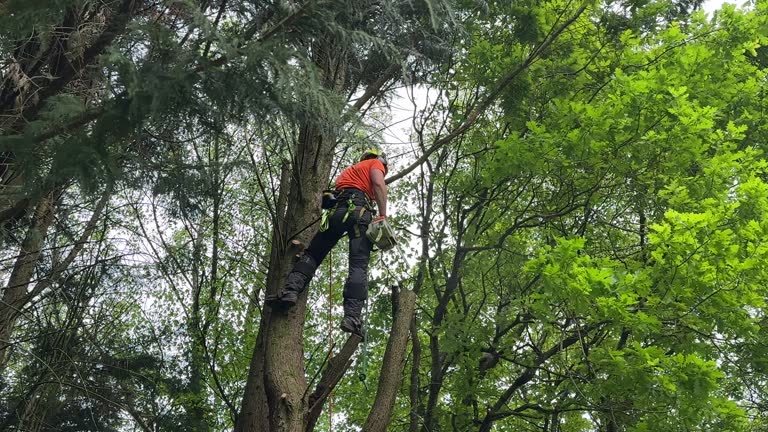 Reliable Oceanside, NY Tree Services Solutions